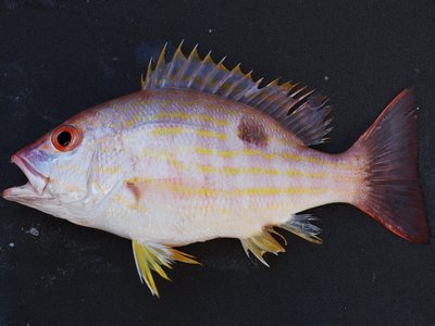 Noble snapper
