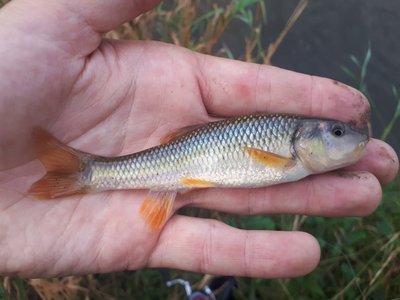 Nocomis biguttatus