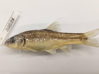 Nocomis leptocephalus