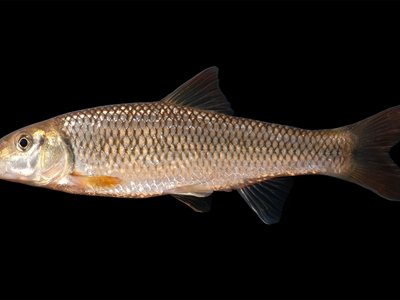 Nocomis raneyi