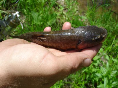 Nocomis