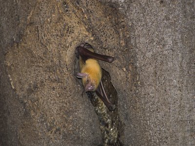 Noctilio leporinus