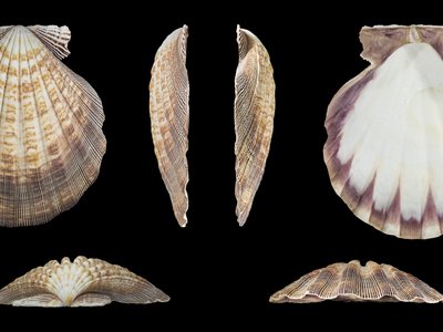 Nodipecten