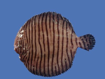 Nodogymnus