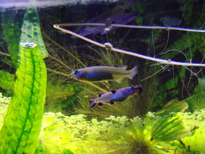 Nomorhamphus liemi
