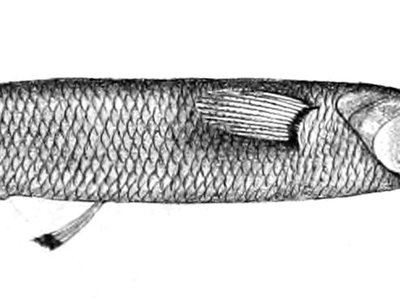 Nomorhamphus
