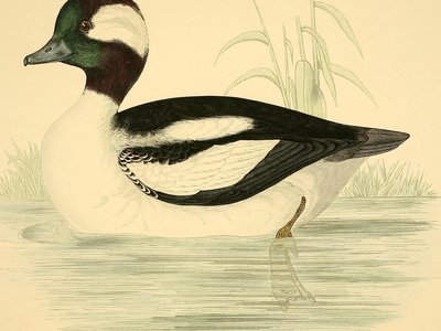 Norfolk Island Trumpeter