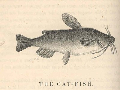 North American Freshwater Catfish