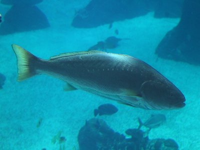 North Atlantic Cod