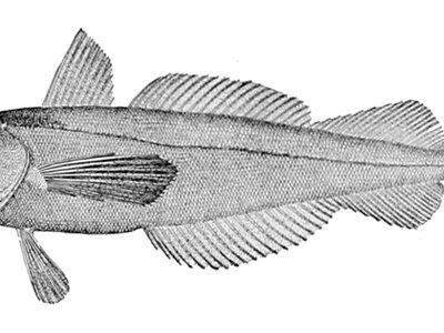 North Pacific Hake