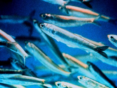Northern Anchovy