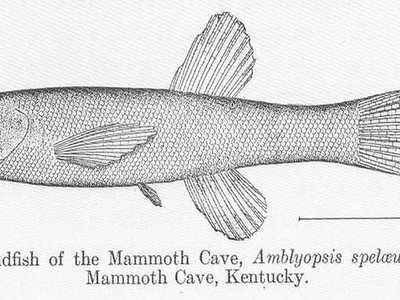 Northern Cavefish