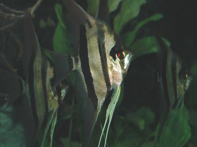 Northern Cichlid