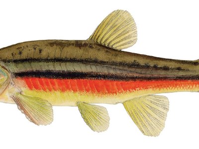 Northern Dace