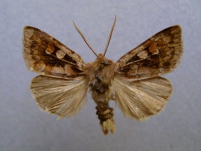 Northern Darter