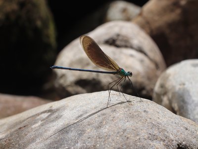 Northern Demoiselle