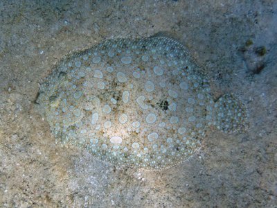 Northern flounder