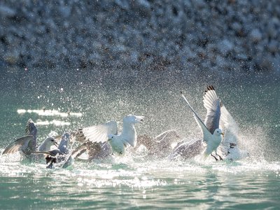 Northern Fulmar