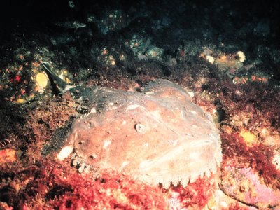 Northern Goosefish