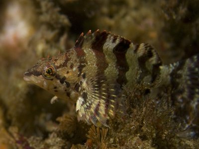Northern Greenling
