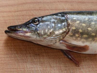 Northern Hake
