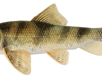 Northern Hog Sucker