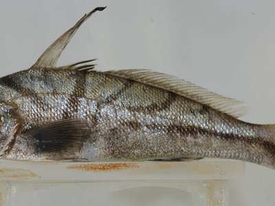Northern Kingfish