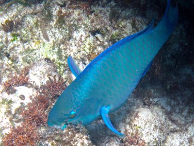 Northern Parrotfish