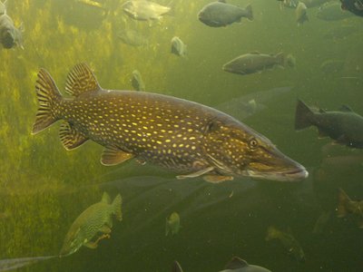 Northern Pike