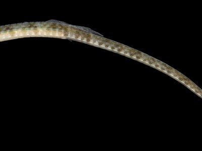 Northern Pipefish