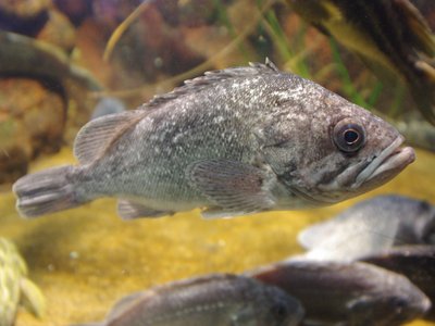 Northern Rockfish