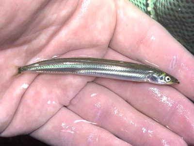 Northern Sand Lance