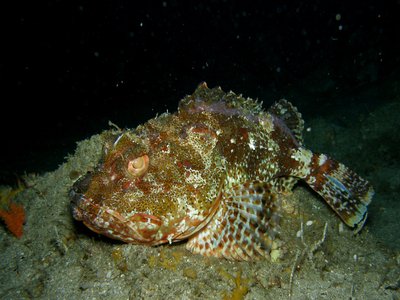 Northern Scorpionfish