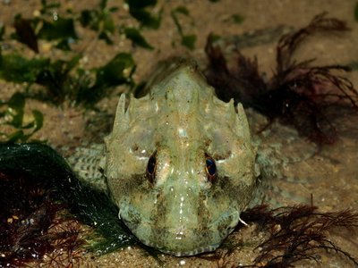 Northern Sculpin