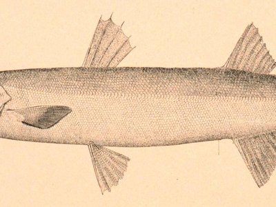 Northern Sennet