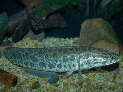 Northern Snakehead