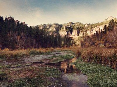 Northern Spearfish