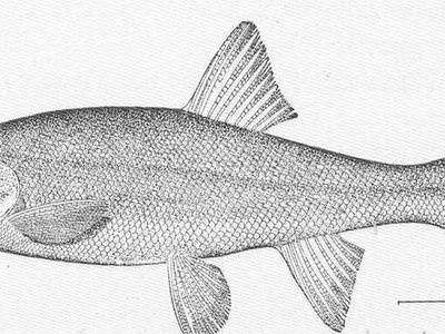 Northern squawfish