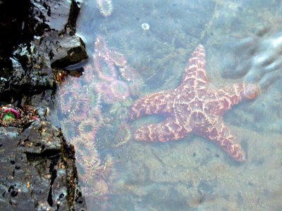Northern Starfish