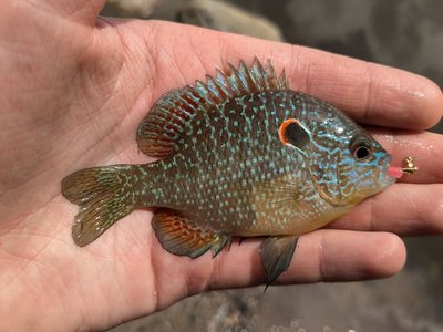 Northern Sunfish