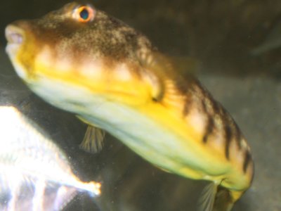 Northern swellfish