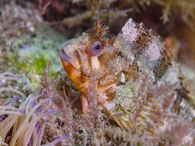Northern Tompot Blenny