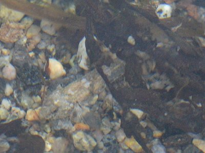 Norway Goby