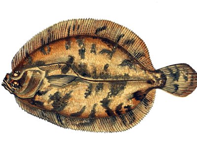 Norway Topknot