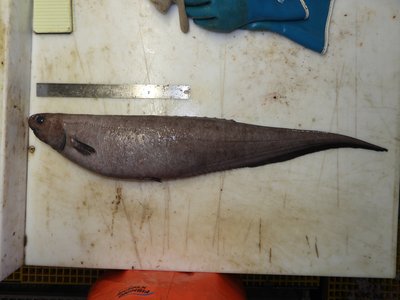 Notacanthus chemnitzii