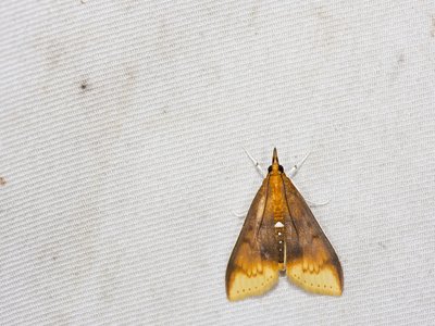 Notaspis