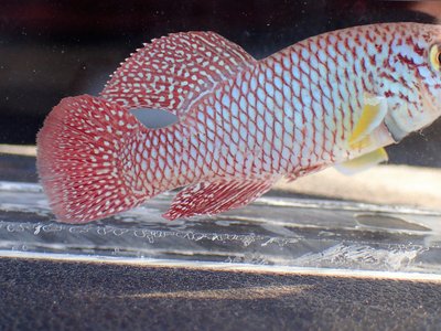 Nothobranchius