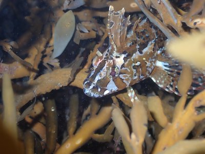 Notoclinus fenestratus