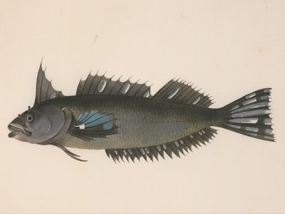 Notoclinus