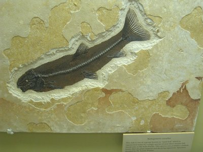 Notogoneus